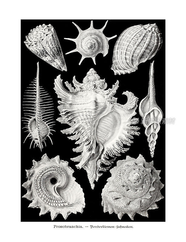 恩斯特海克尔艺术- 19世纪-前鳃类-海螺